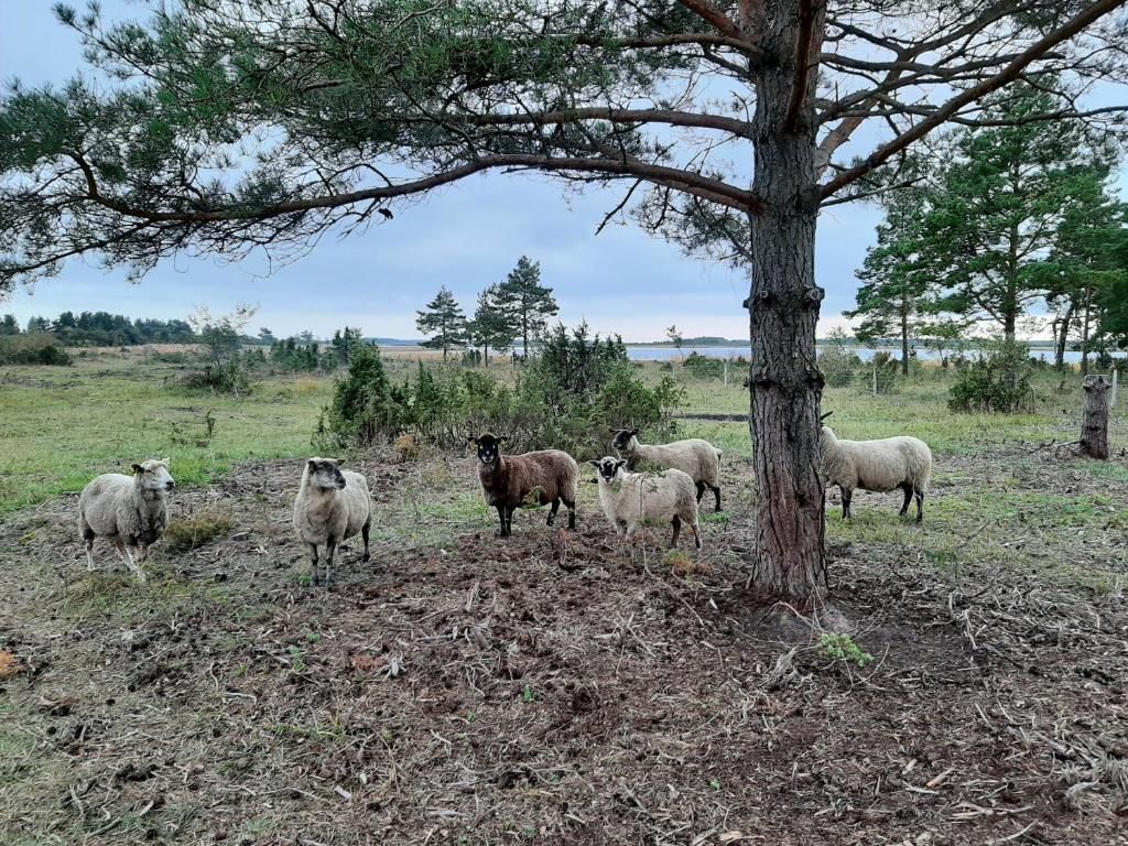 Дома для отпуска Kadakasuitsu B&B Saareküla-28